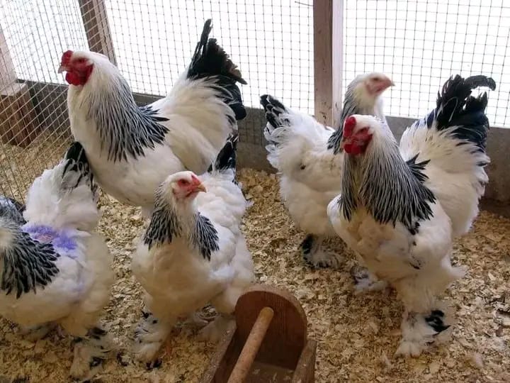 Light Brahma chickens